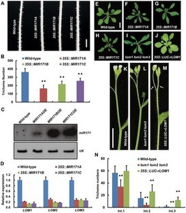 Interaction between Two Timing MicroRNAs Controls Trichome Distribution in Arabidopsis | SEED-DREAM Lab info | Scoop.it