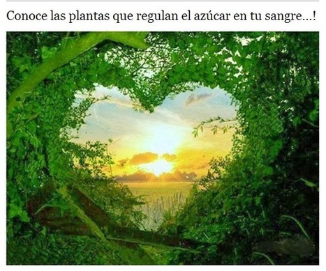 Conoce las plantas que regulan el azúcar en tu sangre…! | PIENSA en VERDE | Scoop.it