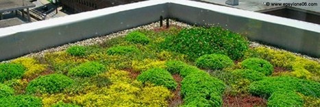 La toiture végétalisée au centre des études | Les Colocs du jardin | Scoop.it