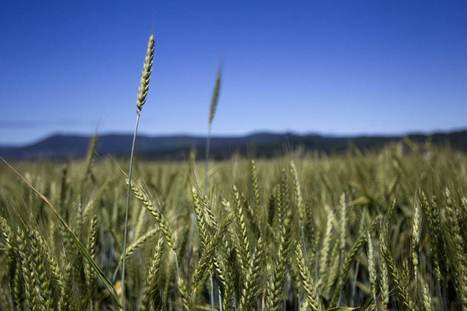 How the climate crisis could become a food crisis overnight | DURABILITES | Scoop.it
