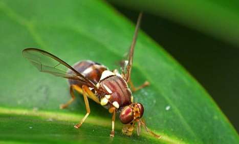 « Le sens inné du danger » en distinguant araignée du soir et araignée du matin | EntomoNews | Scoop.it