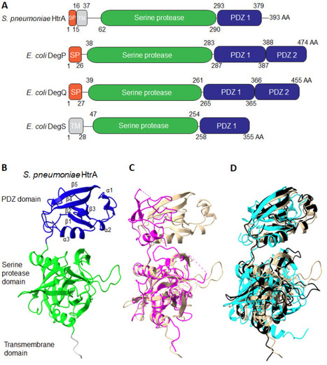 The gram-positive HtrA, the protease that is also a chaperone | jbac | RMH | Scoop.it