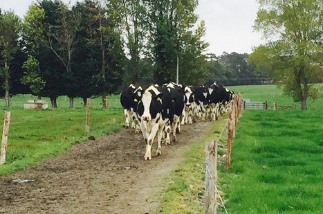 UK : Meadow Foods a annoncé qu'elle augmente le prix du lait | Lait de Normandie... et d'ailleurs | Scoop.it