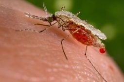 Malaria death toll disputed | Natural Products Chemistry Breaking News | Scoop.it