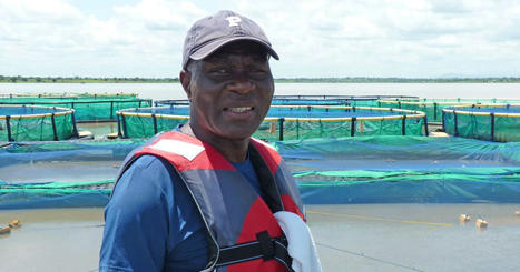 AFRICA : Togo’s tilapia king | CIHEAM Press Review | Scoop.it