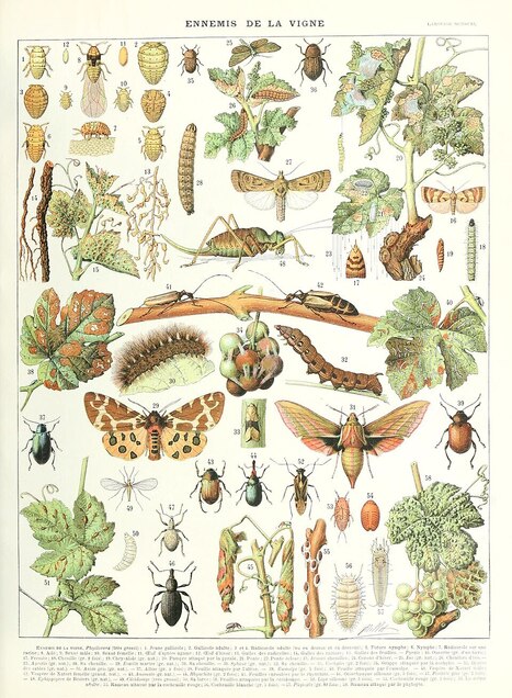 Conf&eacute;rence : Les insectes du vignoble | Vari&eacute;t&eacute;s entomologiques | Scoop.it