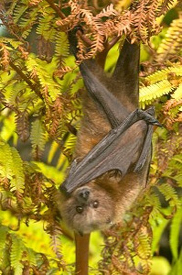 Bats are important to your garden | Gardening Life | Scoop.it