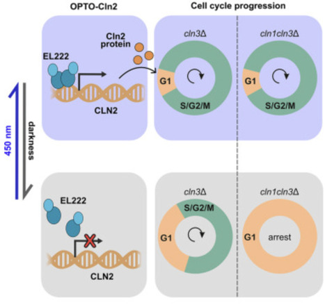 Rapid and reversible regulation of cell cycle progression in budding yeast using optogenetics | crm | RMH | Scoop.it