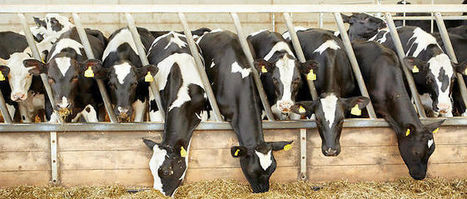 Enquête sur les "cartels du lait" | Lait de Normandie... et d'ailleurs | Scoop.it