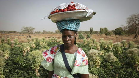 La fraise, 'or rouge' inattendu des producteurs au Burkina Faso | Questions de développement ... | Scoop.it