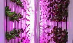Is Boston the next urban farming paradise? | L'ECHO DEMETER | Scoop.it