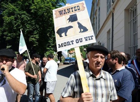 Ours tué dans les Pyrénées : «Il faut que Macron rencontre la population»  | Vallées d'Aure & Louron - Pyrénées | Scoop.it