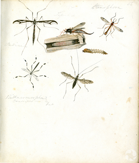 Un manuscrit rare du XIXe siècle raconte la quête d’un naturaliste amateur | Insect Archive | Scoop.it