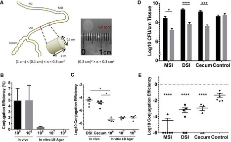 Tracking Vibrio cholerae Cell-Cell Interactions during Infection Reveals Bacterial Population Dynamics within Intestinal Microenvironments | RMH | Scoop.it