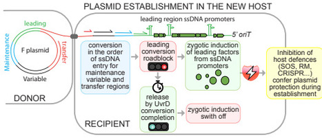 Coupling DNA processing to early gene expression drives antibiotic resistance plasmid dissemination | brvm | RMH | Scoop.it