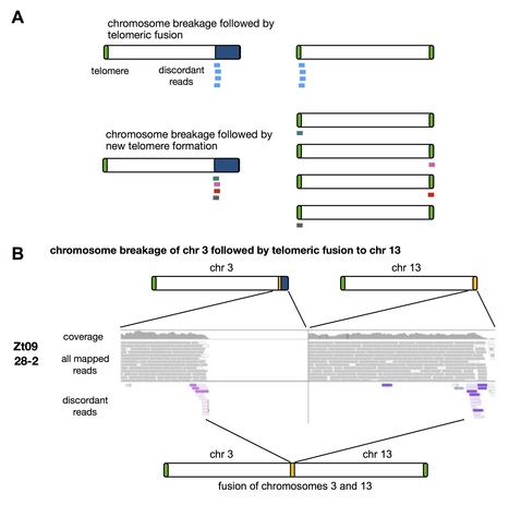 bioRxiv: Extraordinary genome instability and widespread chromosome rearrangements during vegetative growth (2018) | Plant Pathogenomics | Scoop.it