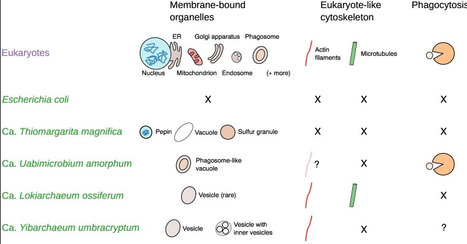 The narrowing prokaryote&ndash;eukaryote divide reveals a complexity spectrum | tin | RMH | Scoop.it