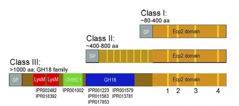 Mol Biol Evol: In silico characterization and molecular evolutionary analysis of a novel superfamily of fungal effector proteins (2012) | Plant Pathogenomics | Scoop.it