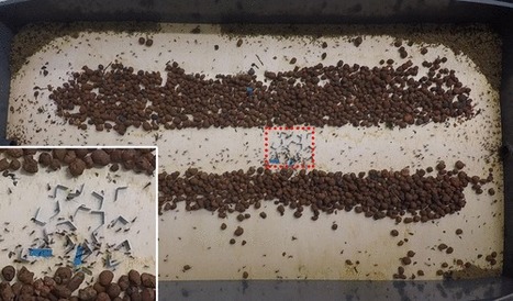 Chez les fourmis b&acirc;tisseuses de sentiers, chacun fait ce qui lui pla&icirc;t ! | EntomoNews | Scoop.it