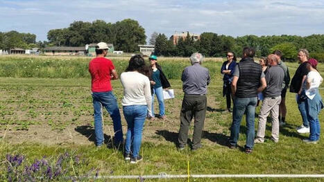 Produire des semences sans phyto - Terre-net | Pour innover en agriculture | Scoop.it