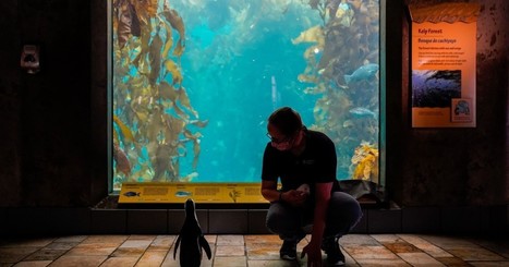 Monterey Bay Aquarium copes with COVID-19 financial woes | Coastal Restoration | Scoop.it