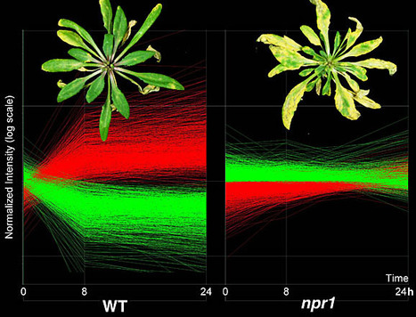 HHMI-GBMF Investigator: Xinnian Dong, Duke University | Plants and Microbes | Scoop.it