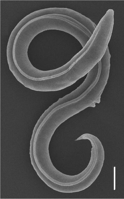 Genome analysis of 46,000-year-old roundworm from Siberian permafrost reveals novel species | World Science Environment Nature News | Scoop.it