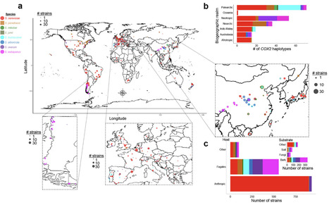Original Paper in Nat Commun &bull; Leducq Collaboration 2023 &bull; Macroevolutionary diversity of traits and genomes in the model yeast genus Saccharomyces | Collaborations | Scoop.it
