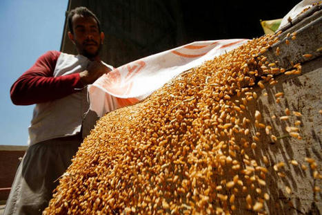 EGYPT gets tough with farmers amid soaring WHEAT prices | MED-Amin network | Scoop.it