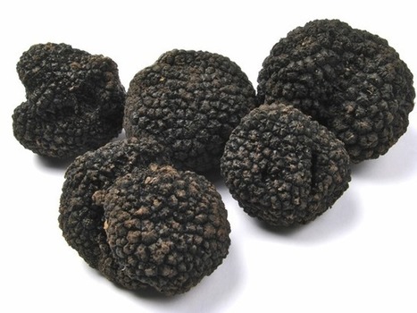 Les truffes noires: euphorisant plus animal que végétal | 16s3d: Bestioles, opinions & pétitions | Scoop.it