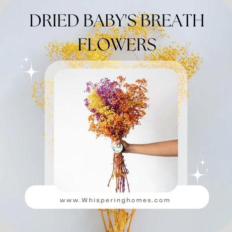 Naturally dried Baby's Breath Flowers | Whispering Homes | Home Decor Items and Accessories | Scoop.it