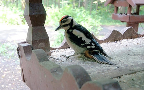 Le pic syriaque, une espèce rare d'oiseaux, découvert dans un parc moscovite | Les oiseaux au gré du vent | Scoop.it