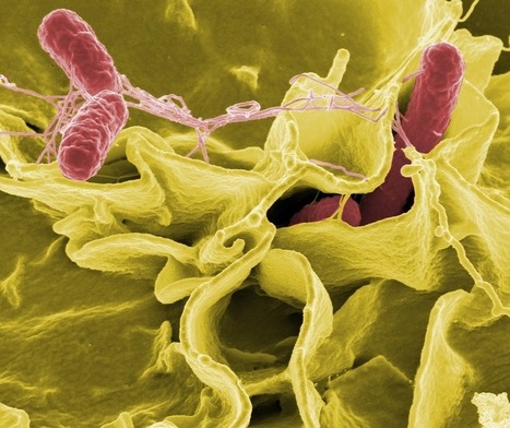 Microbiota saludable | Temas varios sobre Microbiología clínica | Scoop.it