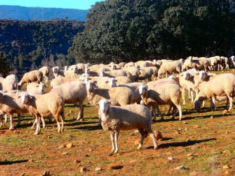 Preocupa la presencia de Goiat en Sobrarbe | Vallées d'Aure & Louron - Pyrénées | Scoop.it