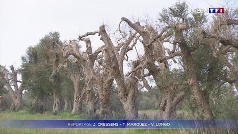 Italie : l'huile d'olive en péril ? | OLIVE NEWS | Scoop.it