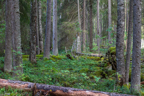 Metsällä ja metsällä on eroa | 1Uutiset - Lukemisen tähden | Scoop.it