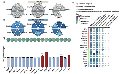 A GacS-mediated regulatory framework coordinates bacterial competition and rhizosphere microbiome remodeling in Pseudomonas fluorescens | Mbm | RMH | Scoop.it