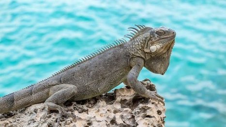 Les iguanes des Petites-Antilles en danger ? - outre-mer 1ère | Biodiversité | Scoop.it