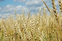 Latest FAO Monthly News Report on Grains Released | Food Security Portal | MED-Amin network | Scoop.it
