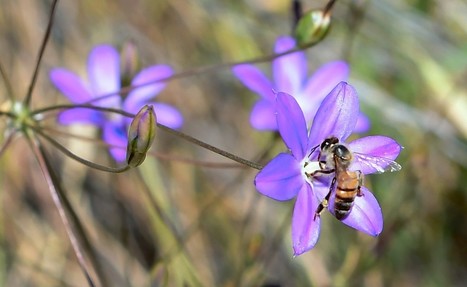 D&eacute;put&eacute;s et s&eacute;nateurs se mobilisent pour les abeilles et contre les n&eacute;onicotino&iuml;des | EntomoNews | Scoop.it