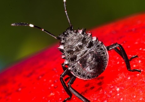Rentrée 2018 très invasive pour la punaise diabolique | EntomoNews | Scoop.it