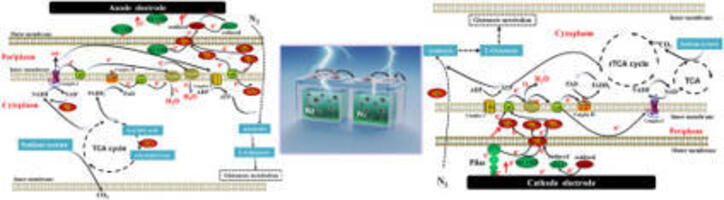 Mechanistic insights into bidirectional extrace...