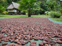 Fairtrade Cocoa Goes Pacific | Fair and Sustainable Trade | Scoop.it