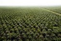 Indian palm oil demand killing Indonesian forests, says Greenpeace | The Asian Food Gazette. | Scoop.it