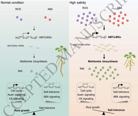 Methionine as a key player in salt stress adaptation in plants | PPhy | RMH | Scoop.it