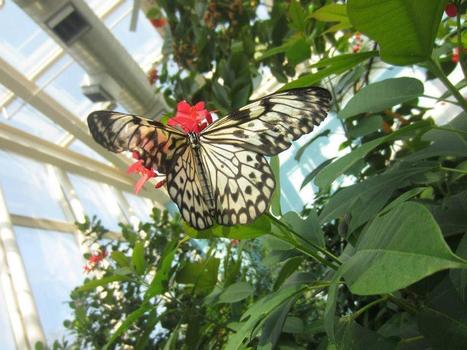 Tree Nymph Butterfly | Gardening Life | Scoop.it