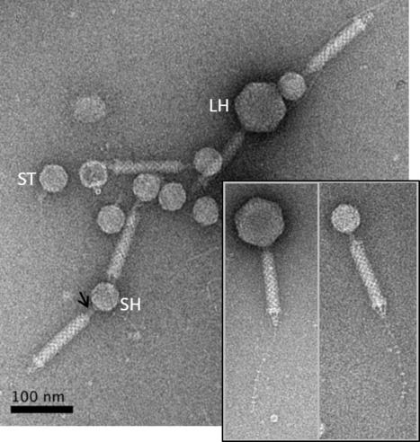 Acinetobacter baumannii satellite phage Aci01-2-Phanie depends on a helper myophage for its multiplication | I2BC Paris-Saclay | Scoop.it