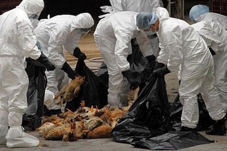 Derrière la grippe aviaire, une multiplication mondiale des pandémies animales | EntomoNews | Scoop.it