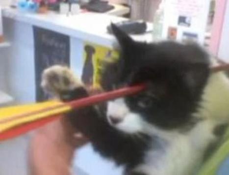 Moomoo, le chat qui a survécu à une flèche dans le crâne | Mais n'importe quoi ! | Scoop.it