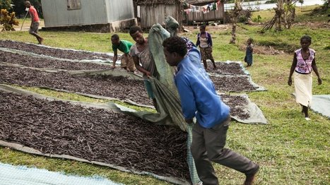 Vanille de Madagascar : quand la reine des épices suscite toutes les convoitises. | Huiles végétales | Scoop.it